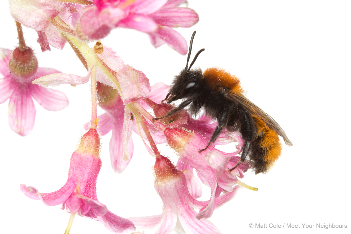 MYN Tawny Mining Bee 2